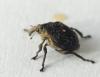Mononychus punctumalbum